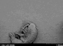 Microscope Insect GIF