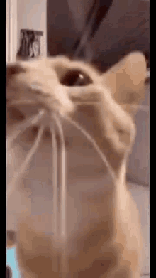Cat Meme GIF - Cat Meme Fly GIFs