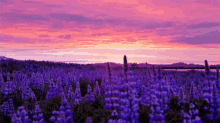 Lavender Flower GIF - Lavender Flower Sun Set GIFs