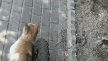 Cat Roll GIF - Cat Roll Bicycle GIFs