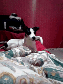 a black and white dog laying on a bed with a red blanket