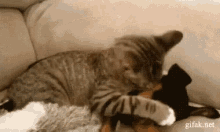 Cat Dog GIF - Cat Dog Sleep GIFs