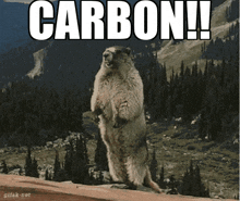 a ground squirrel standing on its hind legs with the word carbon written above it