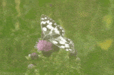 Butterfly Marbled White Butterfly GIF - Butterfly Marbled White Butterfly Isle Of Wight GIFs