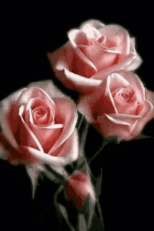 roses pink in bloom