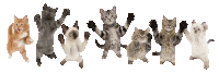a group of kittens are jumping in the air