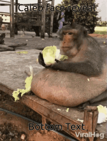 big monkey eating chinese cabbage celeb face reveal