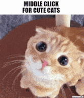 Cute Cute Cat GIF - Cute Cute Cat Cat GIFs