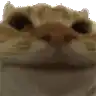 a close up of a cat 's face on a white background looking at the camera .
