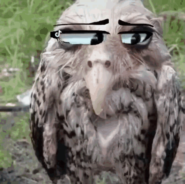 Owl Meme