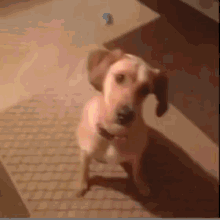 This Is A Stick Up! GIF - Dog Killing GIFs