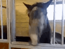 a horse is behind bars in a stable looking out the window