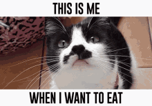 this is me when i want to eat cat sniffing cat eyes