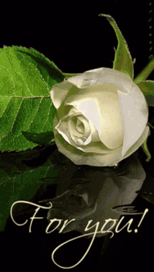 For You White Rose I Love You GIF - For You White Rose I Love You White Rose GIFs