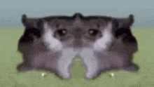 two hamsters are sitting next to each other in a field and looking at each other .