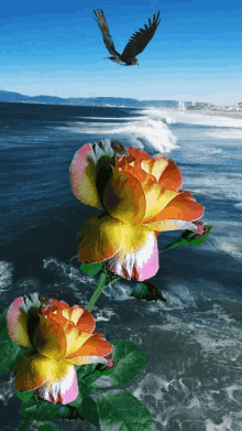 Rose Beach GIF - Rose Beach Flowers GIFs