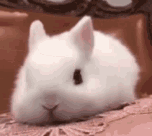 bunny too cute adorable head pat cute