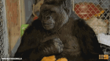 Koko Gorilla GIF - Koko Gorilla Baby GIFs