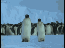 Penguin Chilling GIF - Penguin Chilling Walking GIFs