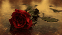 Rain Rose GIF - Rain Rose Red GIFs