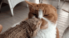 Strange Love GIF - Lizard Cat Kiss GIFs