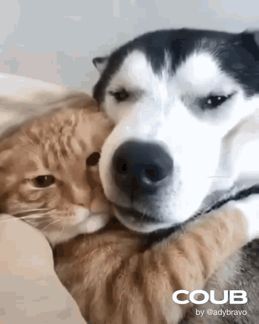 Cat Dog GIF - Cat Dog Cute - Discover & Share GIFs