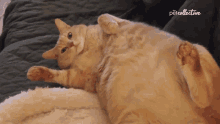 Staring The Pet Collective GIF - Staring The Pet Collective Chonk GIFs
