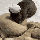 two cats are laying on a bed with a piece of paper on their head .