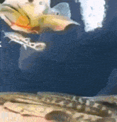 a close up of a fish swimming in a tank with a blue background