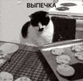 a black and white cat is looking at a tray of cookies with the word выпечка above it