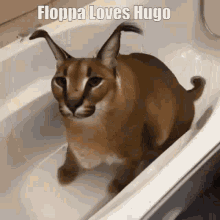 Floppa Hugo Floppa GIF - Floppa Hugo Floppa Floppa Loves Hugo GIFs