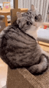 a cat is sitting on top of a cardboard box .