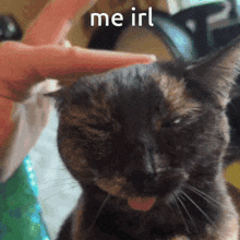 Me Irl Kitty GIF - Me Irl Kitty Cat GIFs