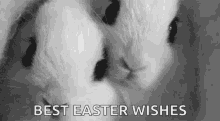 Best Easter Wishes Bunnies GIF - Best Easter Wishes Bunnies Baby Bunny GIFs