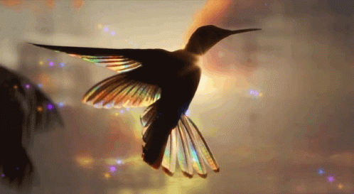 Chance Colibri GIF - Chance Colibri Oiseau - Discover & Share GIFs