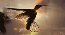 Chance Colibri GIF - Chance Colibri Oiseau GIFs