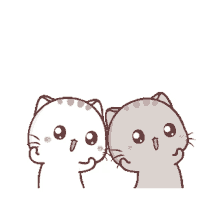 cute cats cat couple silly