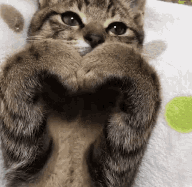 Cat Pfp GIF - Cat Pfp Heart - Discover & Share GIFs
