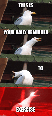 a white seagull with the words this is your daily reminder to exercise below it