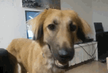 Dogs Ignore GIF - Dogs Ignore What GIFs
