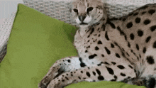 Serval Pet GIF - Serval Pet Cat GIFs