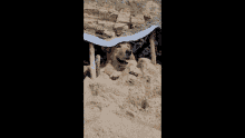 Dog Beach GIF