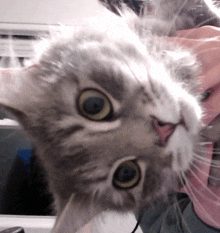 a close up of a cat 's face with a person holding it