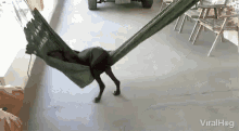 Viralhog Dog GIF - Viralhog Dog Hammock GIFs