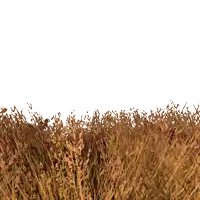 a field of brown grass with a white background