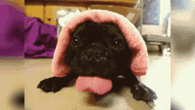 Tongue Out Funny GIF - Tongue Out Funny Animal GIFs