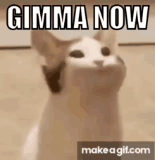 Gimma Bopcat GIF - Gimma Bopcat GIFs