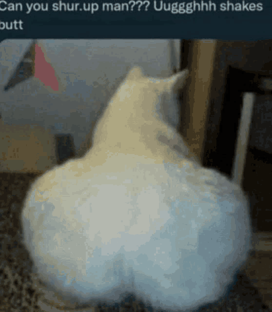 Shur Up Shut Up Cat Meme - Shur Up Shut Up Cat Big Booty Cat - Discover &  Share GIFs