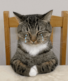 a cat with its eyes closed and tears coming out of its eyes