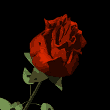 Rózsa Rose GIF - Rózsa Rose Flower GIFs